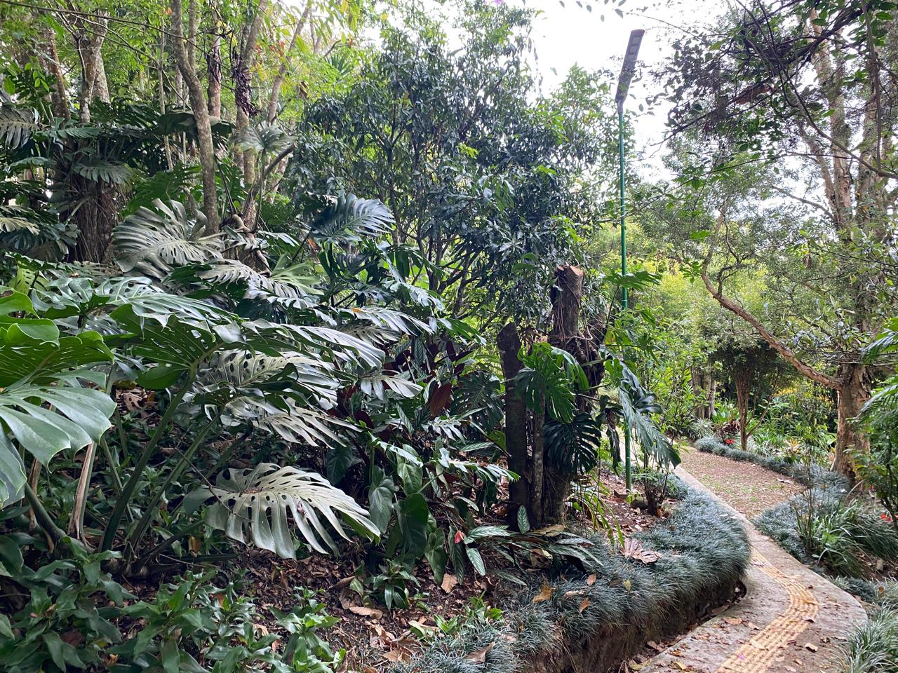Vegetación y senderos del residencial