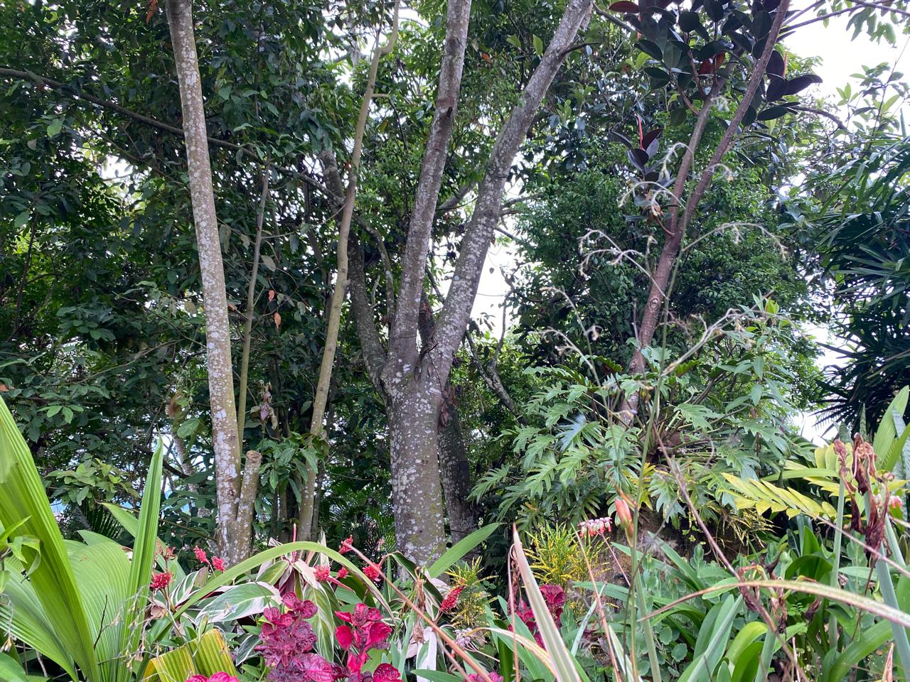 Sendero rodeado de vegetación en el residencial