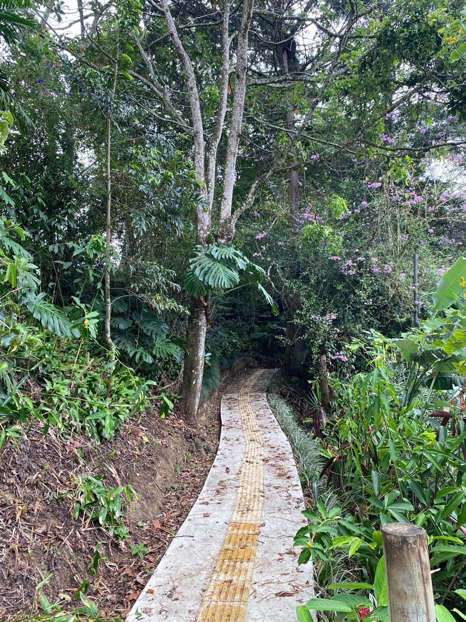 Sendero entre vegetación