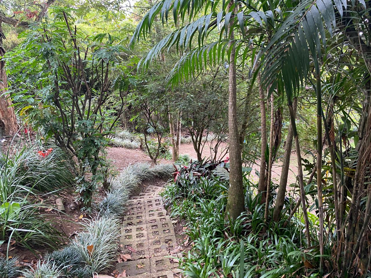 Copa de árboles ancestrales