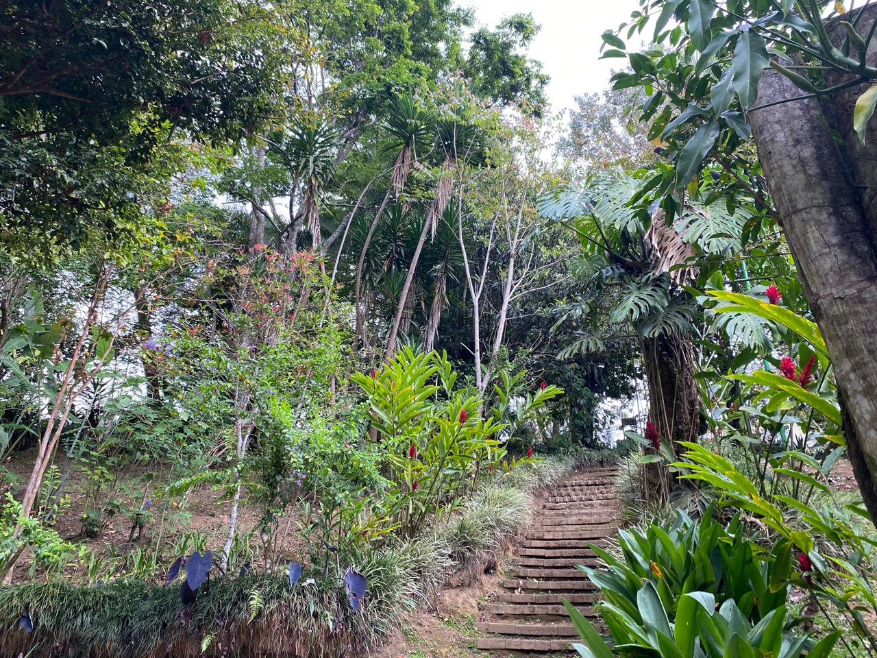 Escalinatas de madera entre la vegetación