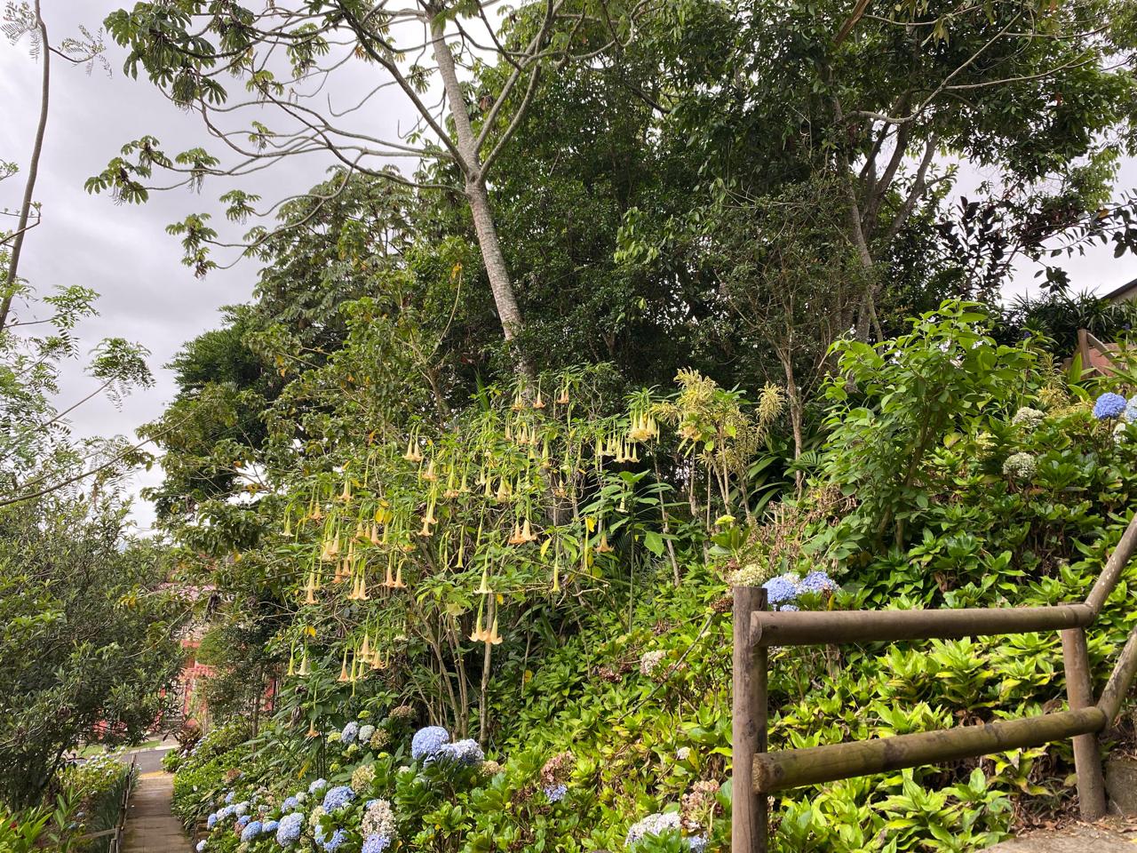 Flores de Reina de la Noche y Hortensias en Bello Monte